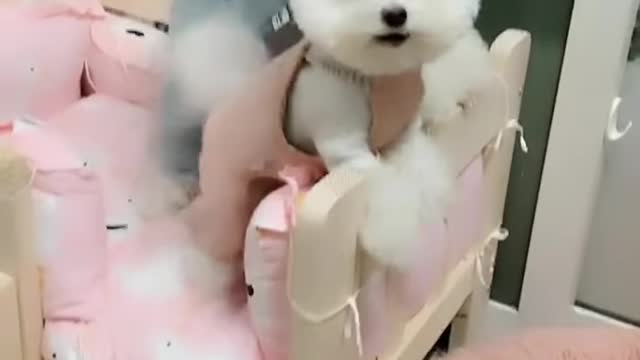 Amazing dog baby cute video