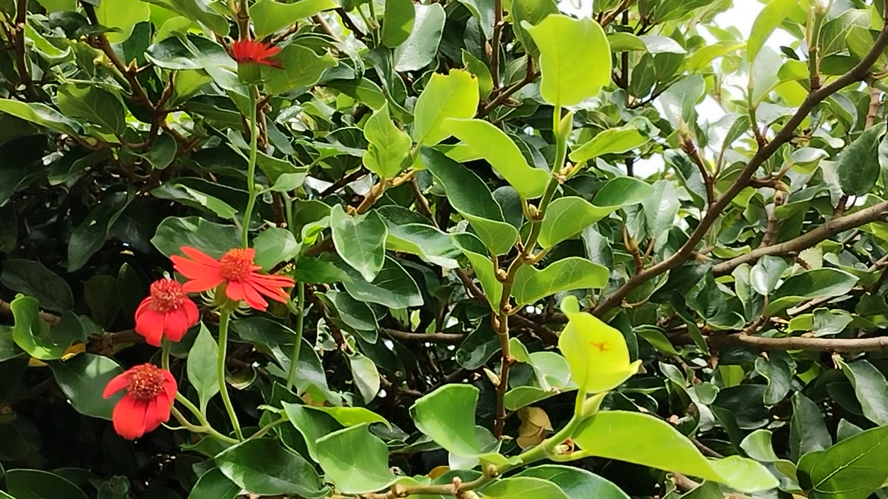 Lindas flores gravadas no meu jardim