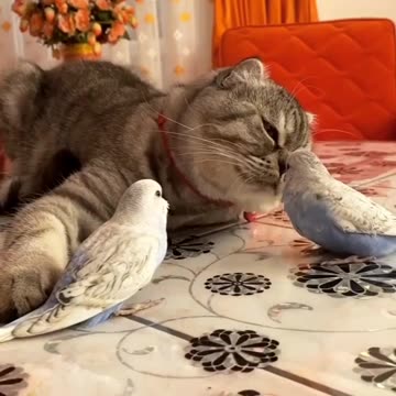 Cat and parrot fun playing in the house