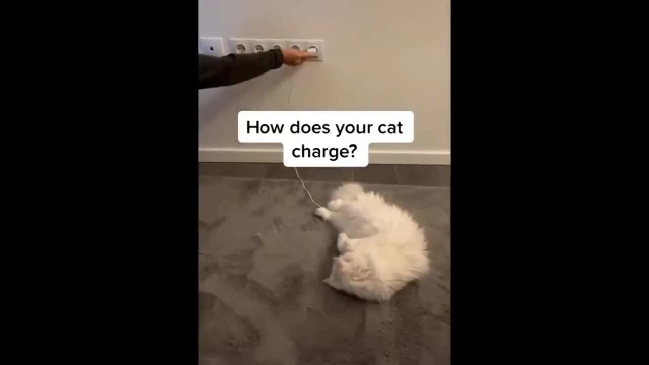 Funniest Animals - Best Of The Funny Animal Videos