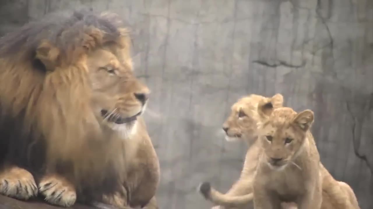 Lion - Dad and Son