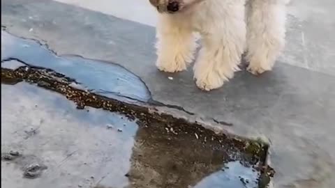 Cute dog