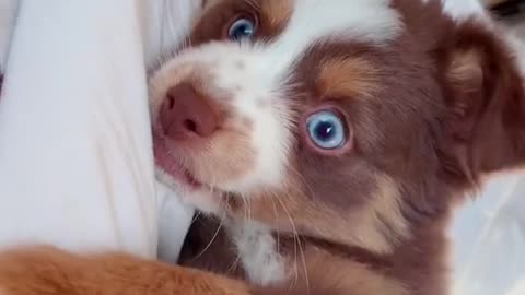 Call your dog’s name and film their reaction