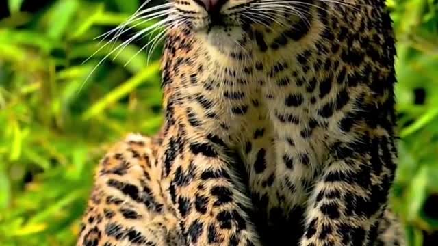 Indian leopard