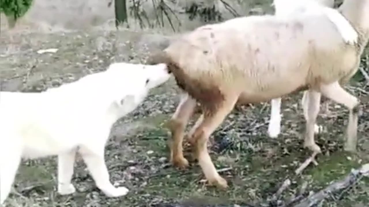 DOG LOVE GOAT