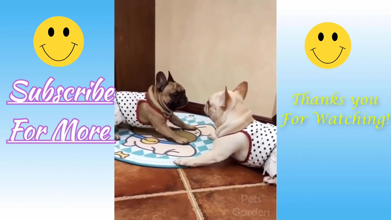 The funniest cats and dogs videos 🐱🐶