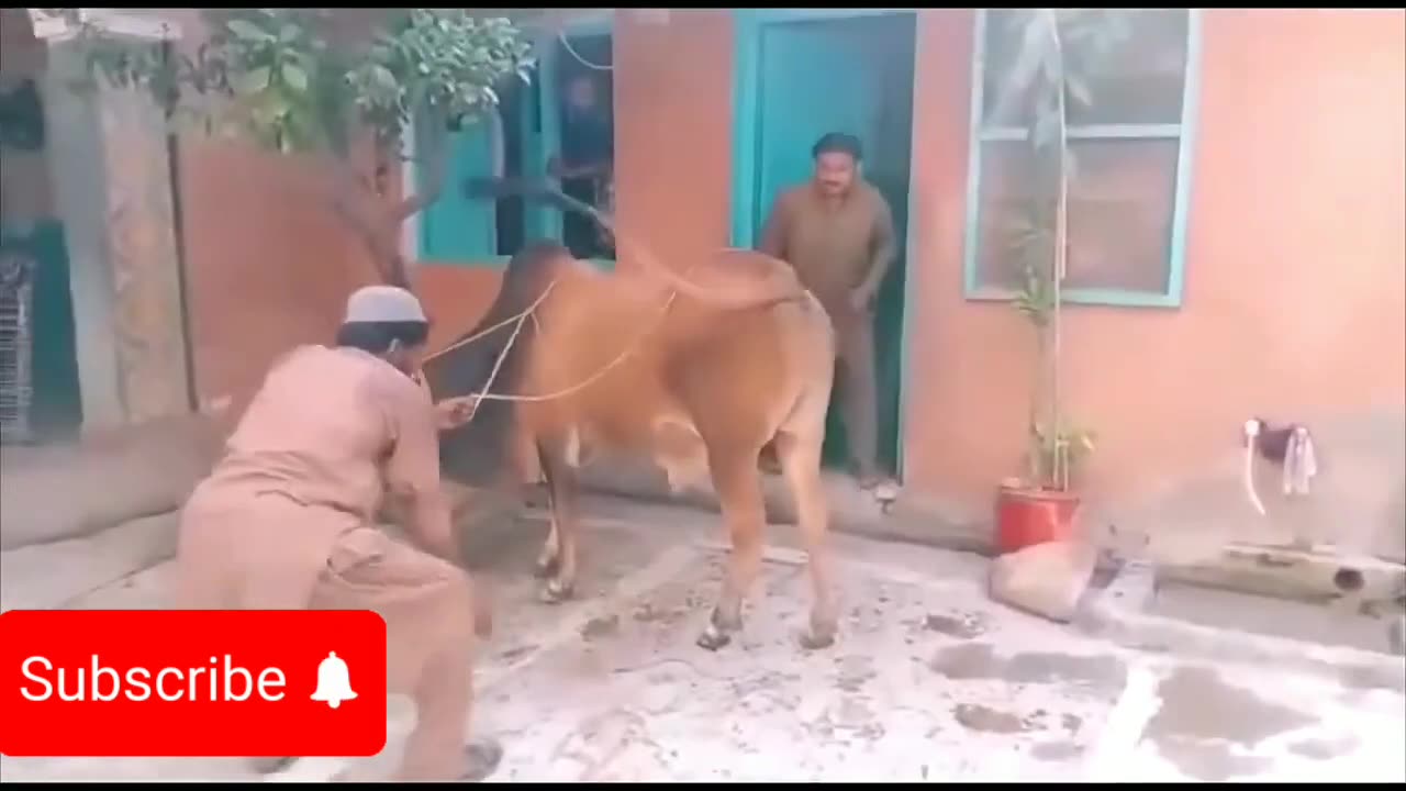 Funny OX video moments 🤣🤣