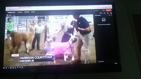 Harrison County 4h Fair 2018 WDRB News Coverage As Seen on TV