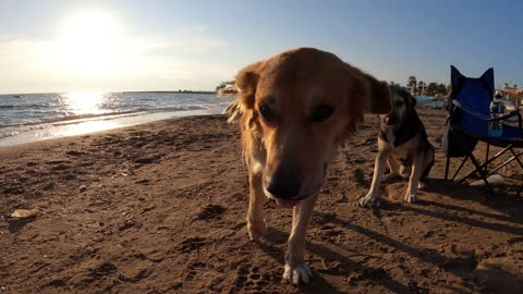 Close Up Video of Dogs on the Beach