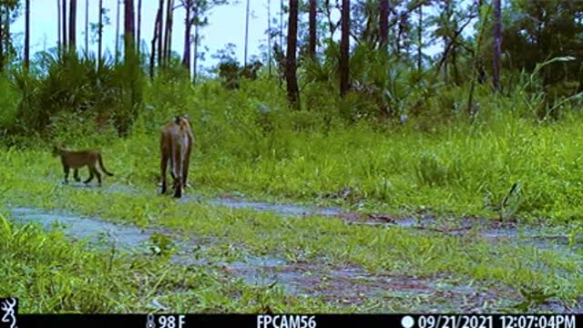 Florida Panther Trail cam_1