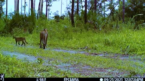 Florida Panther Trail cam_1