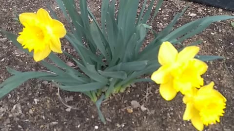 Daffodils