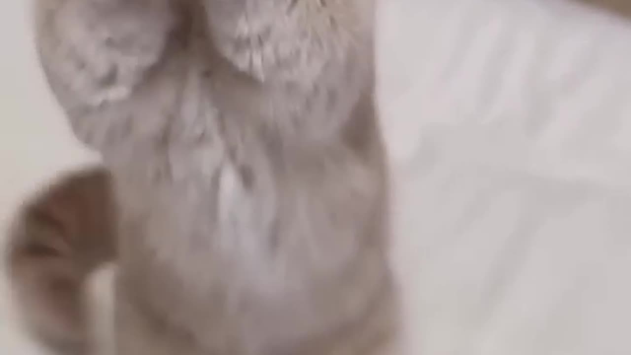 My cute cat dance with me