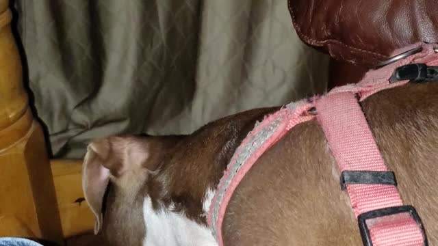 Dog is so clingy