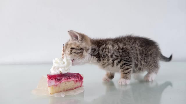 Cute cat eating video