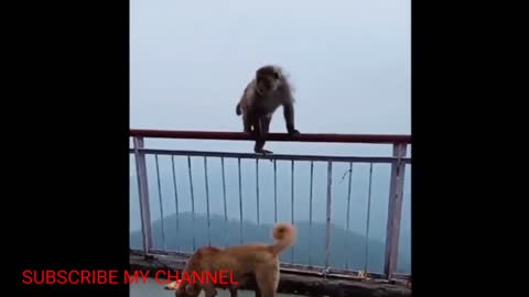 Funny cute animals fighting