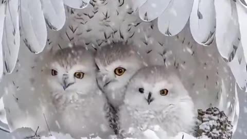 曾几何时谁为你挡风来又挡雪