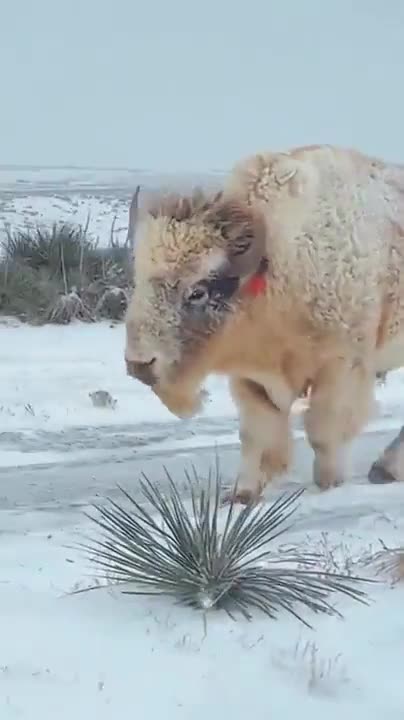 Lakota Prophecy: White buffalo spotted in Wyoming
