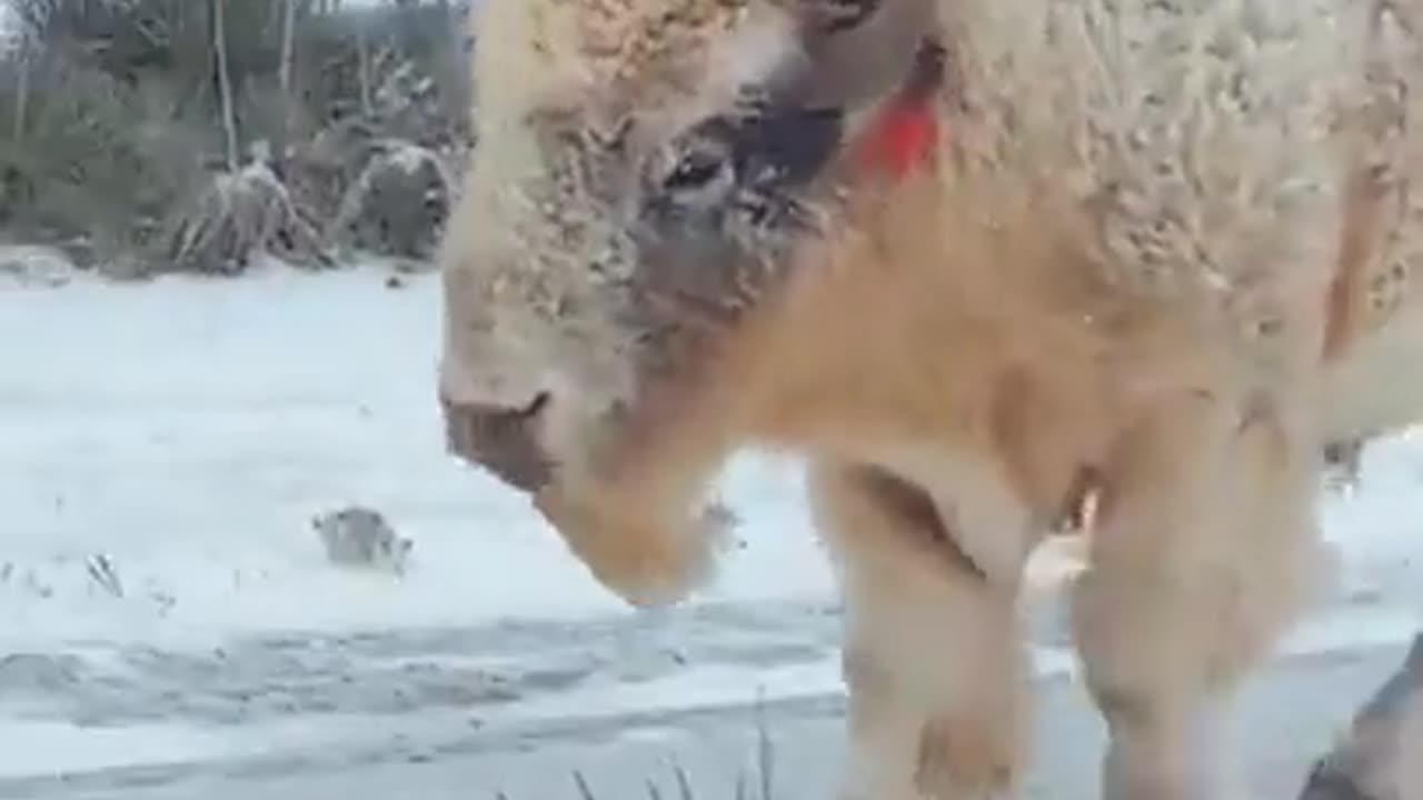 Lakota Prophecy: White buffalo spotted in Wyoming