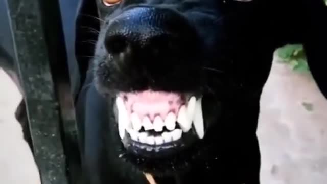 Very funny dog smilling 😅😅😅😅