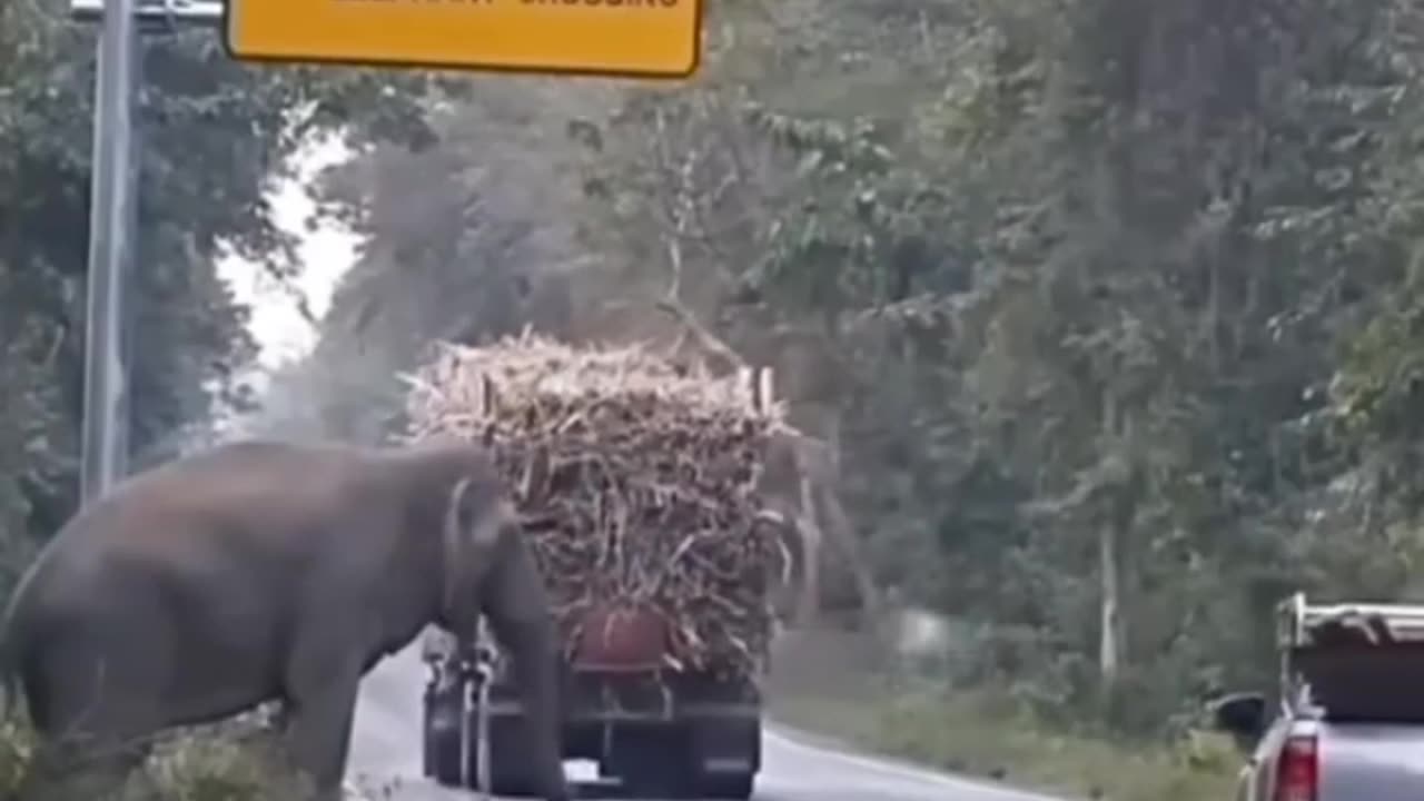 Elephant Check Point In Srilanka - Must See This Video