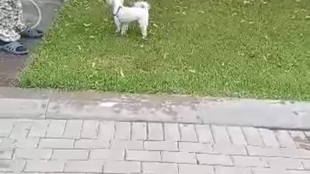 Our pet loves to play on the lawn with water.