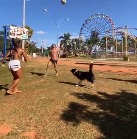 Dog plays volleyball