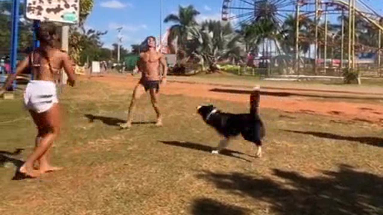 Dog plays volleyball