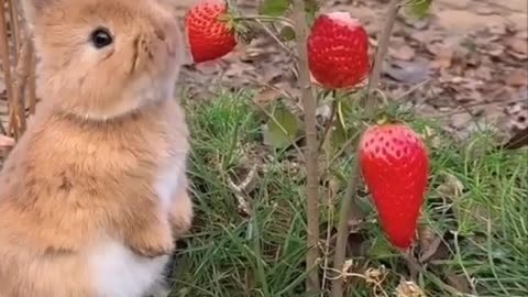 Cute rabbit eating chillis