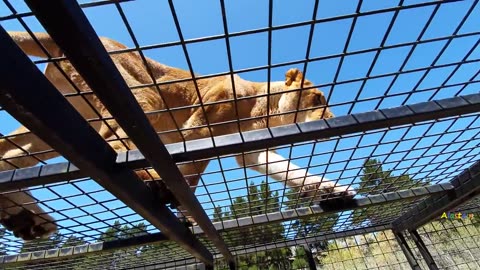 Lion Encounter, Orana Wildlife Park, Christchurch NZ.