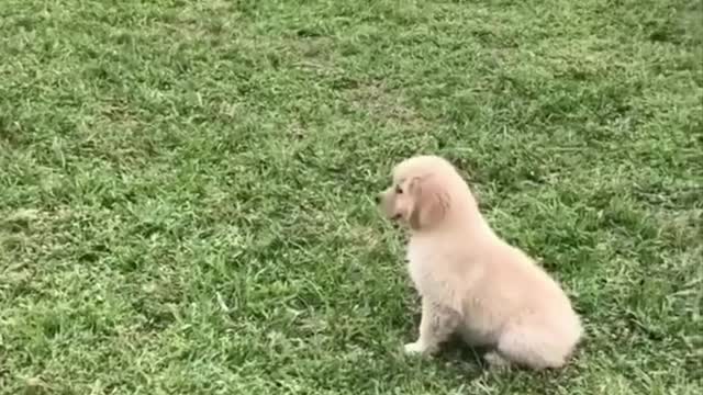 Cute baby animals Videos Compilation cutest moment of the animals