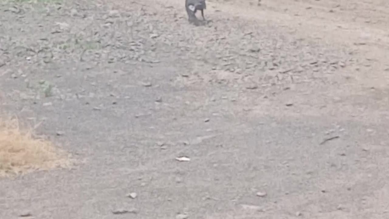 Dog funny animal video