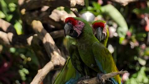 IT'S WILDLIFE - PARROT ON A BRNCH IN NATURE RESERVE