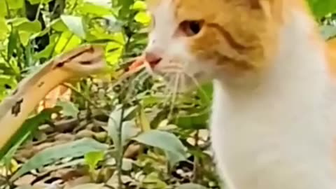 Why do cat win to snakes