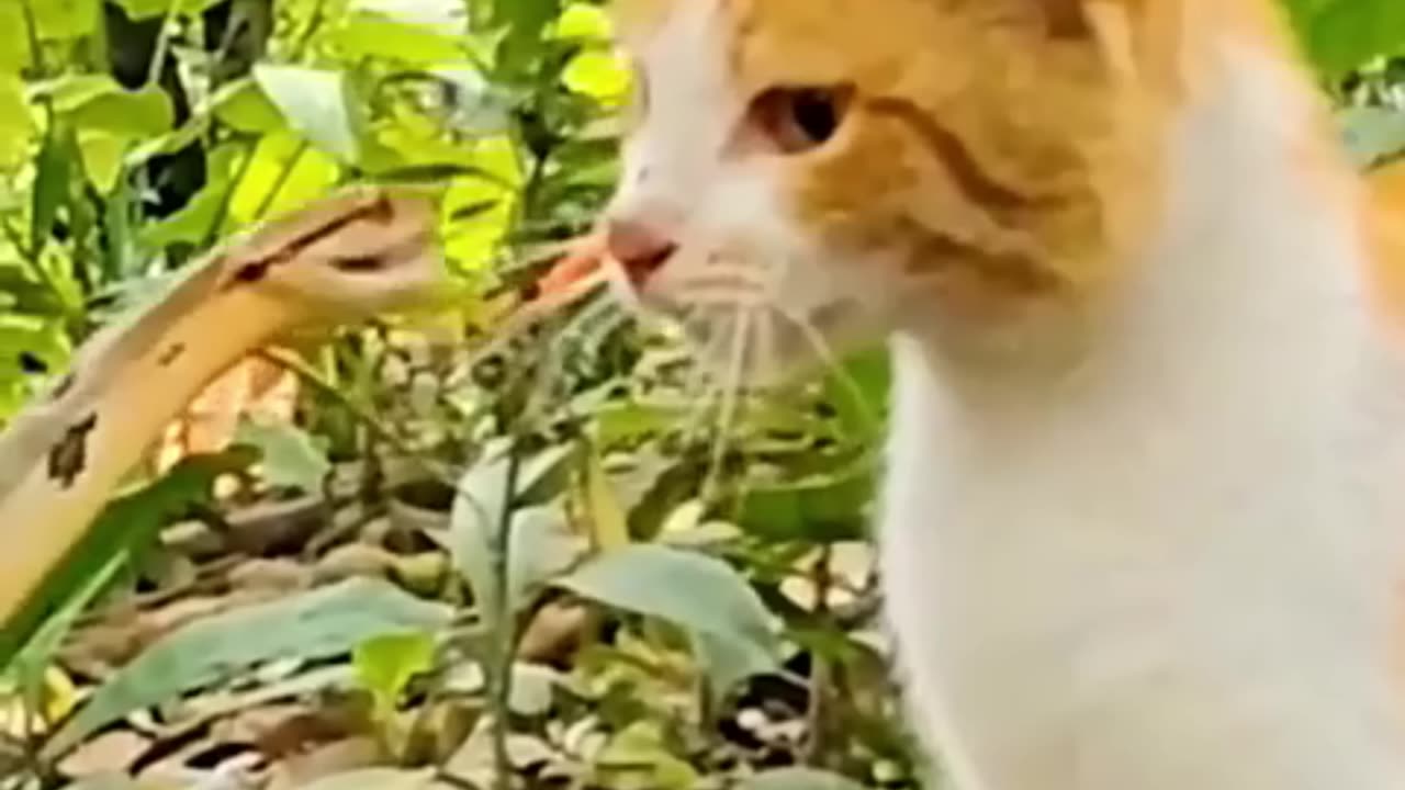 Why do cat win to snakes