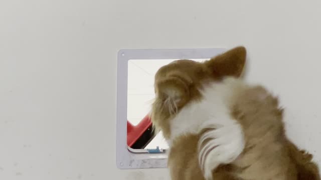 Clever Corgi Refuses to Give Up