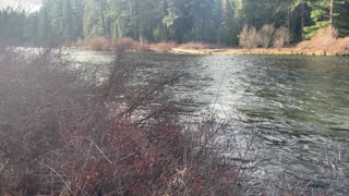 Snaking Winding Corkscrewing Metolius River – Central Oregon – 4K