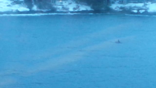 Whale spotting on BC ferries