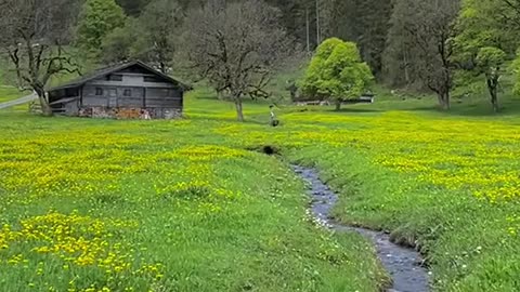 sawzedland