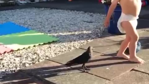 HOW A WILD JACKDAW STARTED INTERACTING WITH LITTLE BOY