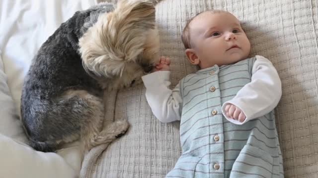 Cute baby playing with dog