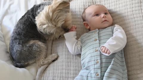 Cute baby playing with dog