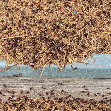 Anthills on steps in front of a shed / beautiful insects.