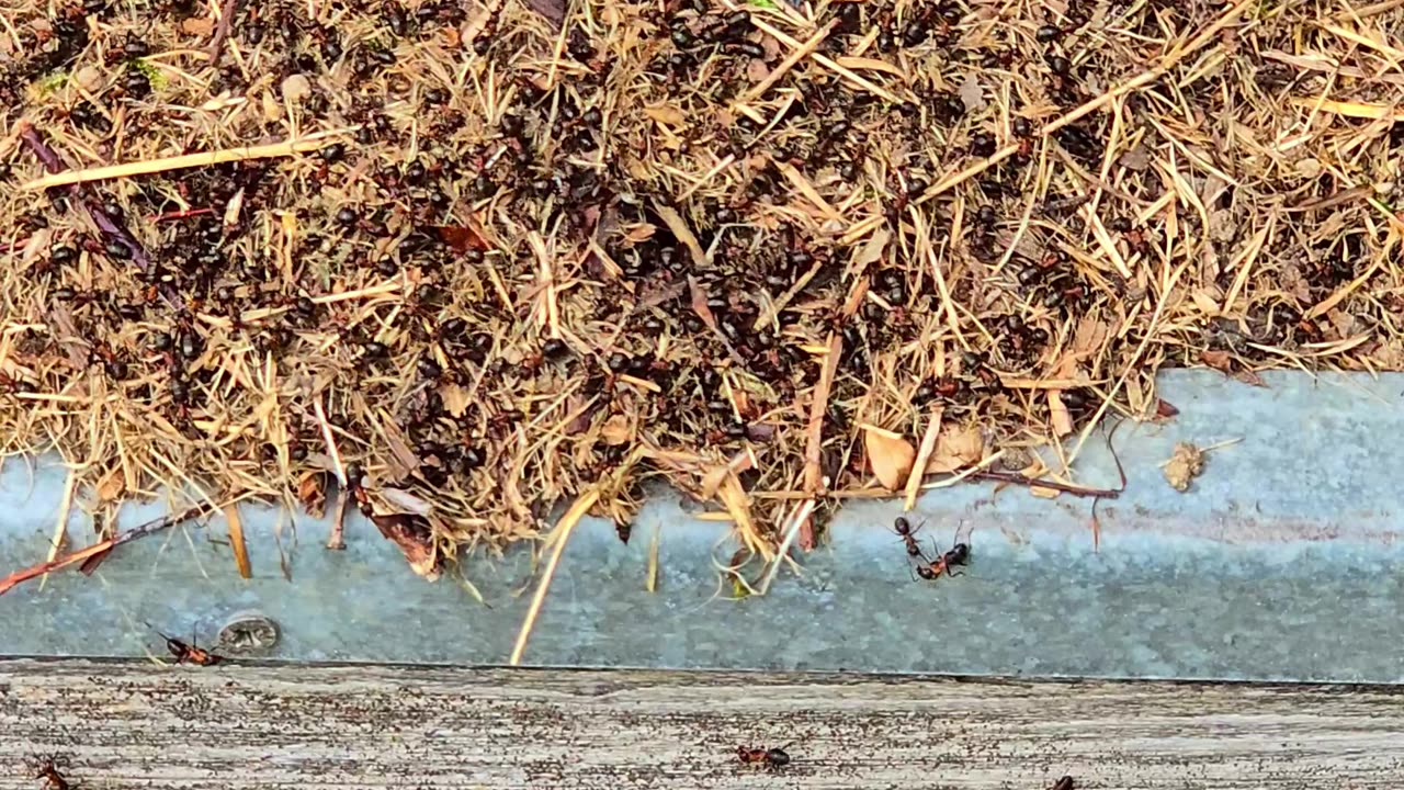 Anthills on steps in front of a shed / beautiful insects.