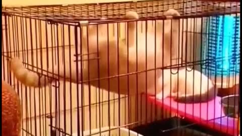 Oh, my God. Is this cat exercising in a cage?