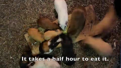 Guinea pigs eat a pumpkin