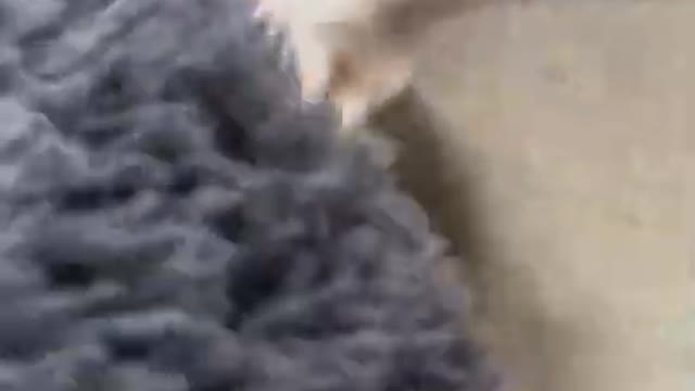 Dog Stuck Inside Of Bed Crawled In Through Hole