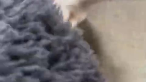 Dog Stuck Inside Of Bed Crawled In Through Hole