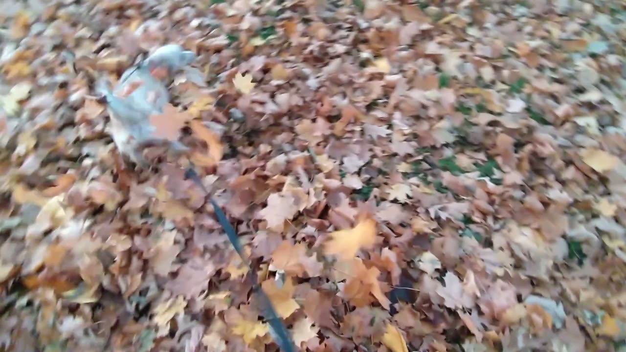 A sweet dog hunts for leaves, my Luna loves autumn!
