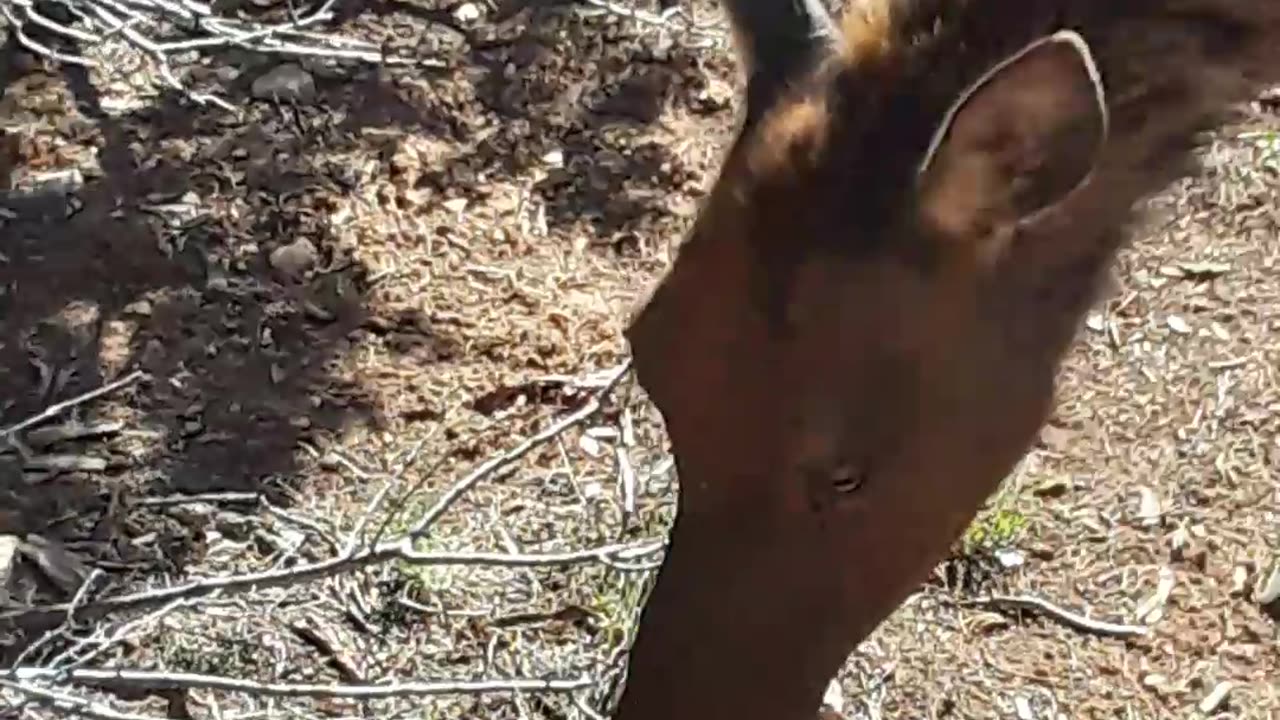 Elk at the Grand Canyon on the South Rim in Arizona May 11th, 2023